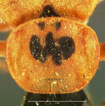 Media type: image;   Entomology 33875 Aspect: pronotum dorsal